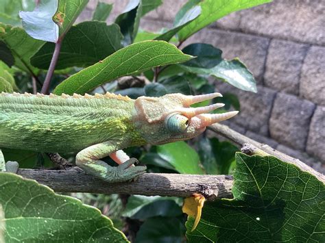  Comment The Curious Case of the Chameleon explore les thèmes de la ruse et du changement?