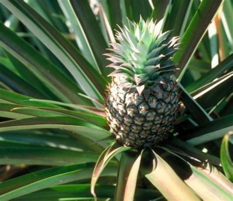 The Origin of the Pineapple: Un conte philippin ancien révélant la puissance de l'amour et du sacrifice !