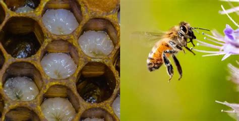  The Queen of the Honeybees : Un voyage fascinant dans les ruches secrètes de l'Espagne du XVIIIe siècle !